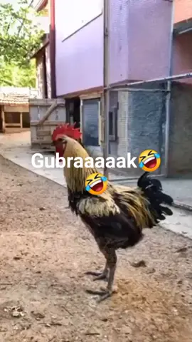 Suara Terpanjang #ayampelung #ayampelungindonesia #ayampelungkontes