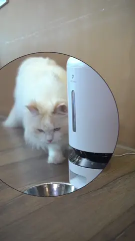 Happy cat , happy family. Our favorite @Petlibro  #petlibro #petlibromealtime #automaticfeeder