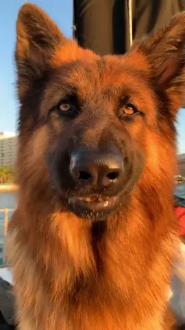 #germanshepherd #dog #puppy #happydog #cutedog