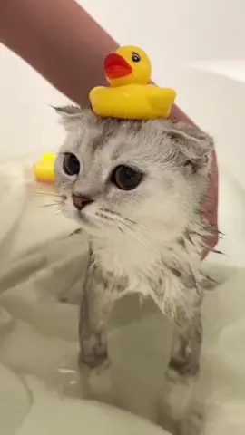 Kisa takes a bath for the first time 🥺