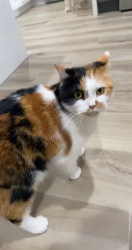 Why didnt anyone tell me how EXTRA Calico’s were before we got this cat? 🤦🏻‍♀️ #calico #calicocat #sassycat #sassy #extra #cats #catsoftiktok #catsoftiktok #cat #catlover #fyp