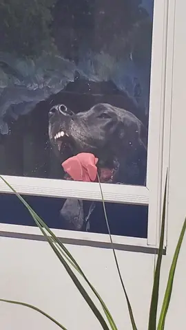 #greatdane #whatisgoingoninsidetheirhead #windowlicker #Letmeout