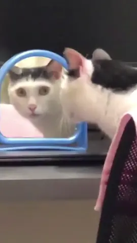 được sinh ra vs quả mái ngố y như mặt #xuhuong #cat #animals #pet #fyp #funny