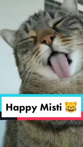 Happy Misti face 😸😜😸 #catsoftiktok #cat #fyp #viral #Love #best #cute #catslover #funnycat
