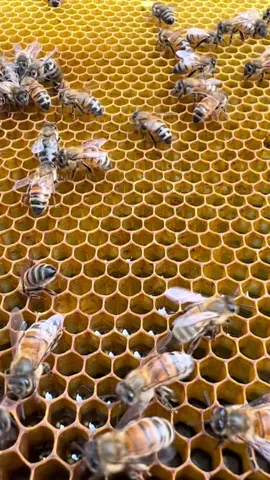 These bees are working the frame, filling it with nectar #musclehoney #honey #bees