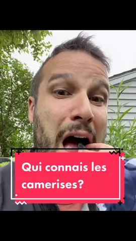 Répondre à @alyssagoulet0 Qui connais les camerises? Moi j’ai découvert ce fruil il y a deux ans et je suis un fan fini maintenant ;) tellement de bien fait pour la santé et surtout une culture hyper facile! Je les trouve encore meilleur congèlé. #petitfruit #camerise #fruit #québec #santé #miam