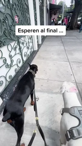 No movieron ni la oreja - pura gestión emocional y auto control - ahora digan, es realmente fuerza? O es educacion?