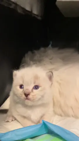 It shocked me for a second there when baby Blossom said 
