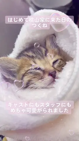 初投稿です。保護猫つくね。2020/5/24。お店で引き取った時の動画です。インスタもよろしくお願いします。#子猫が家にきた #子猫の成長日記 #キャバ嬢の日常 #猫好きキャバ嬢 #猫好きさんと繋がりたい
