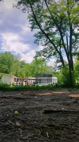 They love me 😂🥰🦆 #wvmombabe #ducksoftiktok #duckmomlife #quackshack #wvcheckin #redneckmom #downintheholler