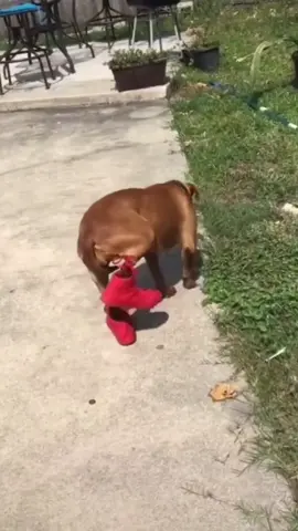 #dog #funny #fun #foryou #funnyvideos #laugh #funnyvideo 😂😂😂