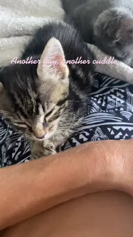 Petsmart’s AC is out so I have the #kittens from the adoption center here too! #kittentok #kittensoftiktok