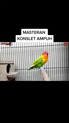KONSLET MINOR FULL DURASI#fyp #trending #aaduki #kopdarkonslet #viral #lovebirdkonsletindonesia #fypシ @n_toem @syahroni222 @uzanc