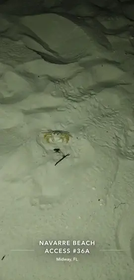 When a night walk on the beach turns into a horror scene 😱 No crabs or mamas were harmed in the making of this video 😁