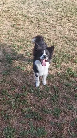 La scheggia Frida ❤️ 💥 #dogdance #gasolina #bordercollie #dogs #dogtricks #dogtrainer