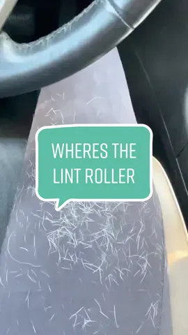 Dog parents get it 😬 #funnydogs #whiteboxer #australianshepherd #heeler #funnydogvideos #dogsoftiktok #doghumor #dogcomedy #dogskit #humor #dogactors #dogmom #doghair