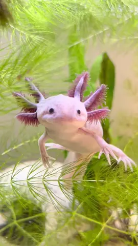#axolotl #axolotls #axolotlsoftiktok #fyp #pinksalamander #axolote #babyaxolotl #harryaxolotl #harry #aquascaping