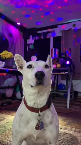 Back dogs