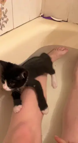 You ever seen a cat that likes to bath? Now you have #cats #kittens #bathtime #funnyanimals #fyp