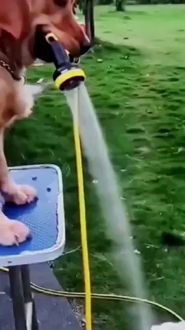 Funny video:dogs spray water to   Wash their owners’ hair