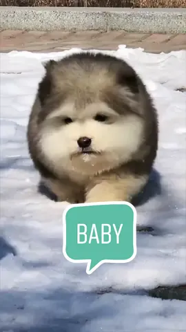 I am just a baby.👶 #alaskanmalamute #cutebabydog #cuteanimal #adoreblepuppy #funnyanimals