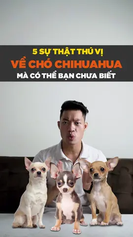 5 sự thật thú vị về chihuahua mà thể bạn chưa biết #petonesaigon #tuitienpet #petnhatrang #dcgr