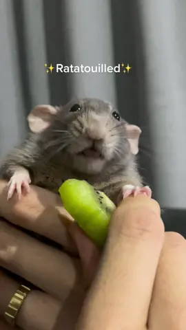 You’ve been… 🐀 #rat #rats #ratsoftiktok #r#rcute #fyp #fyp #fy #foryou #foryoupage #rattatouille #sushiiirats #pet #PetsOfTikTok #pets