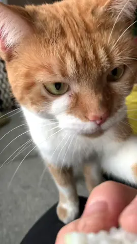 Cat spam 😂 also I know that rice isn’t the best for them but like could you say no to Armpit?