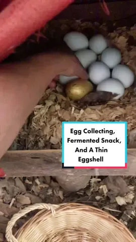 Egg collecting, little fermented snack and finding a thin eggshell #reallife #farm #imperfect #sometimesmessy #cute#adorable #distractions #chickens #eggcollecting #collectingeggs #eggs #pastureraised #freerange #Homestead #homesteadtok #homesteadlife #homesteading #farm #farmtok #farmlife #wholesome #positive #vibes #comealong #comealongwithme  #fyp #fypage #foryou #foryoupage #viral #StJudeDadPhotos #relax #destress