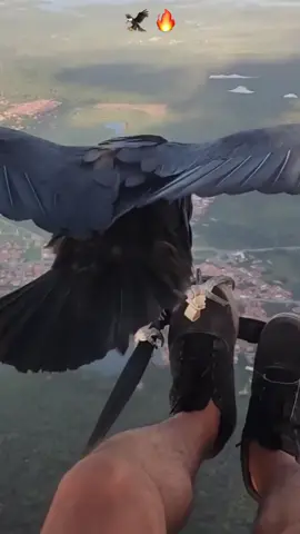 Incredible! A birds eye view! 🦅🔥 (IG @rafaellvital) #flying #extremesports #viral