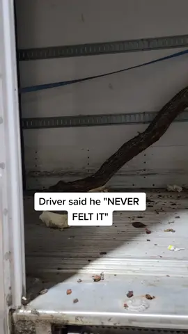 reefer trailer turnes into log truck in an instant. #haulinwood #treedamage