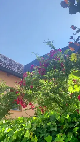 german countryside 💐 #fyp #travel #traveltiktok #germany #aesthetic #summervibes #foryou