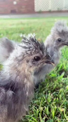 Daily dose of chickens