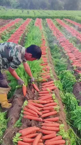 Carrot Farming 🥕 #rurallifestyle #fruits #organicfruits