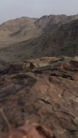 #الذيب#صوت الذيب#ذيب##