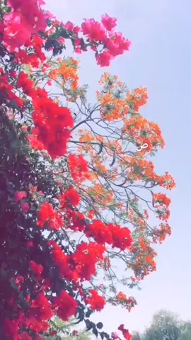 صباح الخير والأمل #🇦🇪 #دبي  #يارب