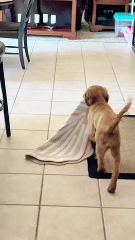 #bestpartofthisplan #bestpartofthisplanisnoonecanstopme #minigoldenretriever #goldenretriever #dog #puppy #puppylife #steal #puppytheif #goldenpuppy