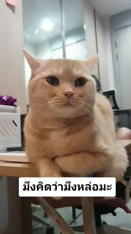 หล่อเกิ๊นนนน #scottish #แมวอ้วน #แมวเหมียว #แมวอ้วน #สี่ขาแสนรัก