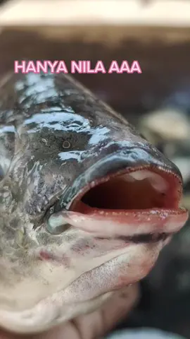 #NILA  #UMPANLUMUT  #LUMUTAN #NYOBOK #MANCINGLIAR #MANCINGLUCU