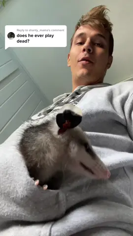 Reply to @shanty_mama Opossum Diaries: Ep.28 - Playing Dead? As a last resort! Opossums can’t control when they “play dead”, its an involuntarily shock response to predators, and I’ve never seen it myself! They even secrete a rotting-flesh-smelling green goo from “down under” to make it convincing, but they have no control over making it happen! 😹💐🖤  #possum #possums #possumsoftiktok #opossum #opossums #opossumsoftiktok #virginiaopossum #animalrescue #animalrehab #animalrehabilitation #babypossum #babyopossum #babyanimal #babyanimals #cuteanimal #cuteanimals