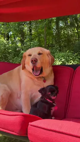 OMG 😭😂 #pets #dogs #fyp #PetsOfTikTok