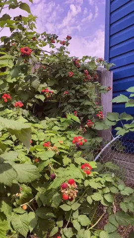 Pounds and pounds of black raspberries #harvest #garden #raspberry #growyourownfood #gardentoplate #blackraspberry #garden #gardening