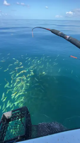 Tag a friend who still wouldn’t catch a fish! 😂 @kwspearo  #fish #fishing #fast #crazy #saltwater #clear #fyp #foryou #ryanizfishing