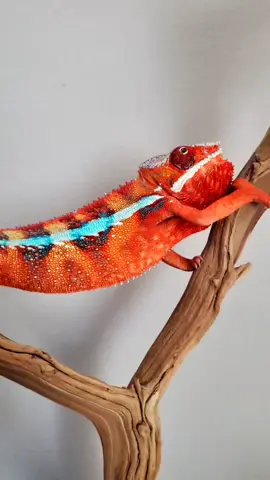 #chameleon #camaleon  #camaleones🦎  #badbunny #lizard  #anarajando  #exoticpets #obbb  #pantherchameleon