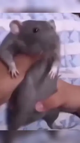 Sorry i haven’t posted in a few days, so here is rat dancing in meantime! :) #rodentsoftiktok #stjudedadphotos #fyp