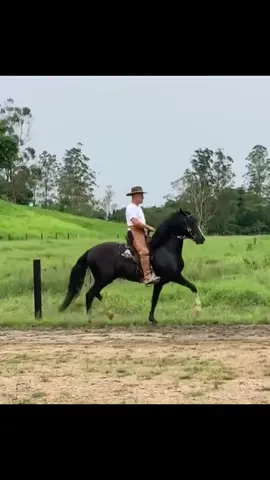 Místico Horizonte da Marcha (Teorema x Indiscreta Horizonte da Marcha) #viral #mangalargamarchador #horse #poeiroesdovale #fyp