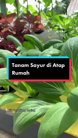 Balas @ersaoktia__  yuk intip sayuran yg ada di kebun🫣🥬🥦🥒🌶🫑🌽  #Farlight84Smash #berkebun #berkebundirumahaja #rooftopgardening #fypシ #fyp #hidroponik #hidroponikpemula #hidroponikrumahan#voiceeffects