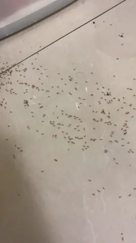 Kiến bò vào nhà là có điềm báo gì vậy mọi người ơi#kiếnvàng🐜🐜🐜🐜 #nguoivietnamtaidailoan🇻🇳🇹🇼 #xuhuongtiktok #xuhuong #seuhd1985