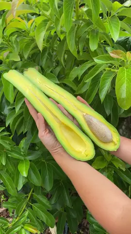 Long Neck Avocados are back! 🦒🥑 Would you try this?  Like all of the fruit we offer, these avocados are 100% non gmo. The variety in this video was grown in South Florida but it originated in Nicaragua. 🌳  Long neck avocado box available at miamifruit.org 🌈  #avocado #longneckavocado #avotoast #avocadotoast #theperfectavocado #plantbased #tropicalfruit #fruit #miamifruit