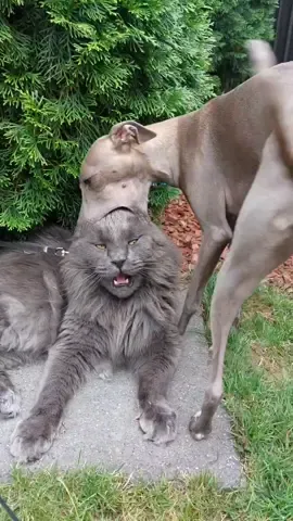 #cat #mainecoon #cats #catsoftiktok #dog #italiangreyhound #dogs #dogsoftiktok #catlover #doglover